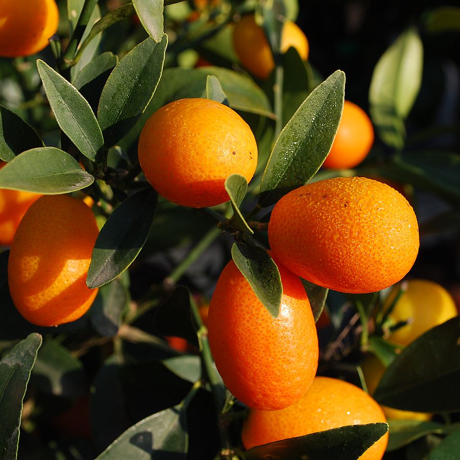 Kumkvat / koktélmandarin Citrus fortunella 'Kumquat'
